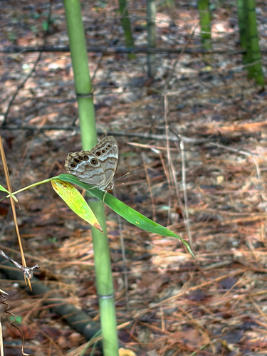 Southern Pearly-eye