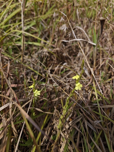 Striga asiatica, photograph 5