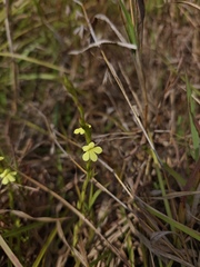 Striga asiatica, photograph (c) Ashwin, some rights reserved (CC BY)
