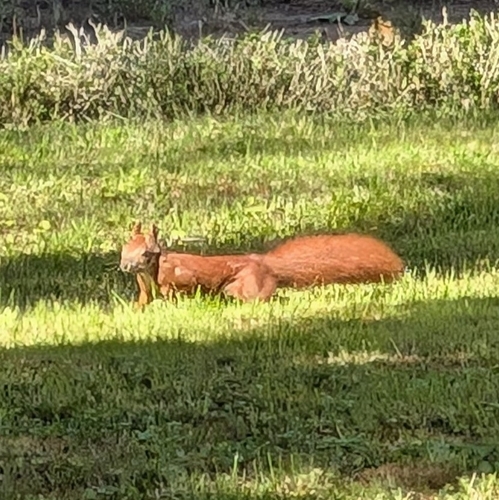 Eurasian Red Squirrel