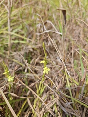 Striga asiatica, photograph (c) Ashwin, some rights reserved (CC BY)