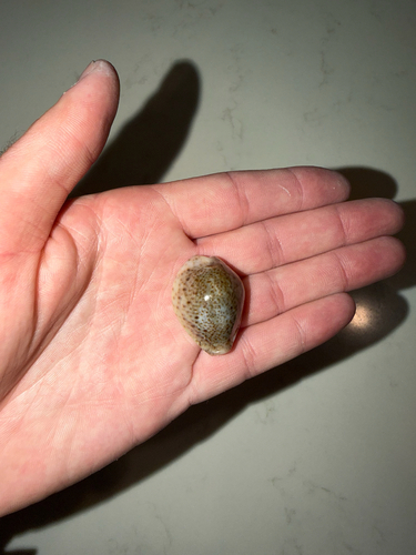 Cypraea turdus observed 2026-09-13
