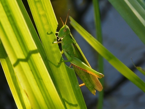 Paracinema tricolor bisignatum