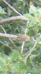Luscinia megarhynchos