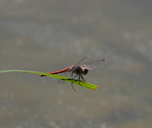 Common Darter