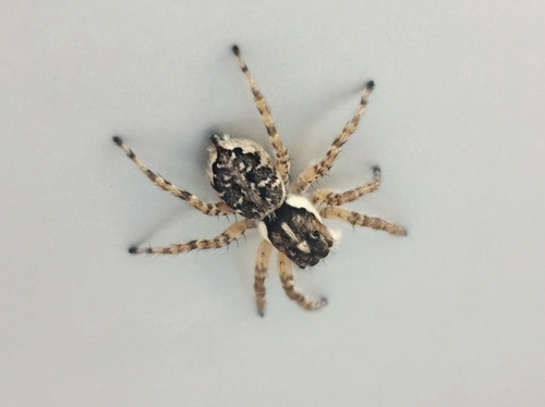 Half-edged Wall Jumping Spider