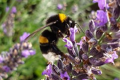 Bombus