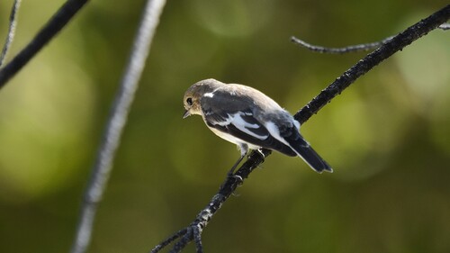 European Pied Flycatcher