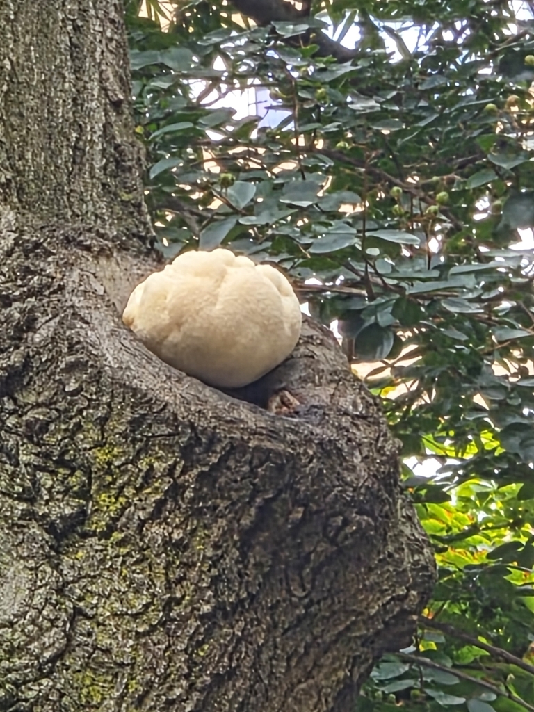 lion's-mane mushroom · September 2026 · photo: Photo: (c) Kevin Popowich, some rights reserved (CC BY) · iNaturalist