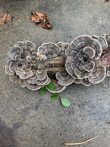 turkey-tail