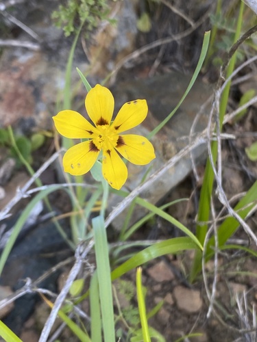 Sisyrinchium graminifolium, photograph 2