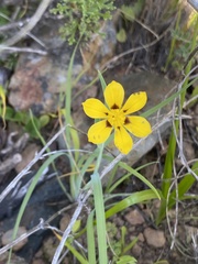 Sisyrinchium graminifolium, photograph (c) Gabriela Cartes, some rights reserved (CC BY)