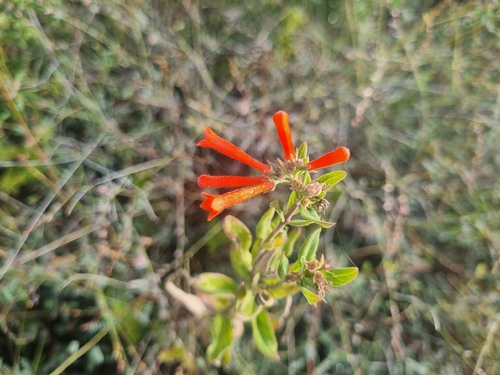 Bouvardia ternifolia, photograph 2