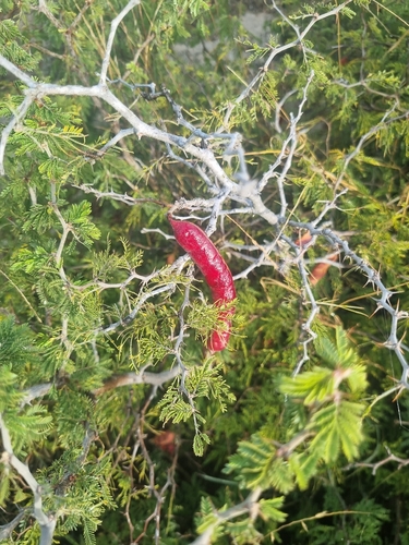 Bouvardia ternifolia, photograph 3