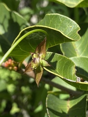 Gilliesia graminea, photograph (c) Gabriela Cartes, some rights reserved (CC BY)