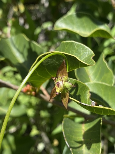 Gilliesia graminea, photograph 6