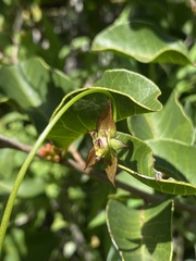 Gilliesia graminea, photograph (c) Gabriela Cartes, some rights reserved (CC BY)