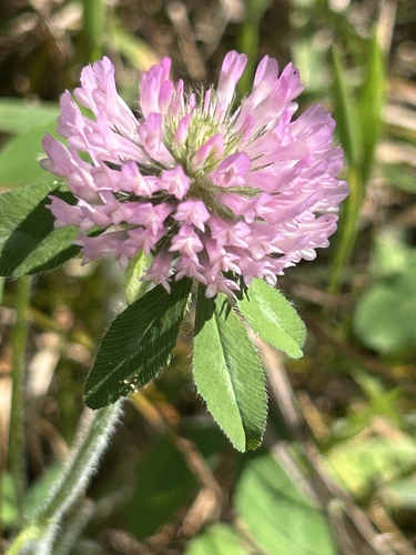Red Clover