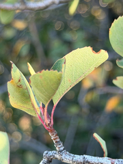 Amelanchier utahensis, photograph (c) klicklo, some rights reserved (CC BY)