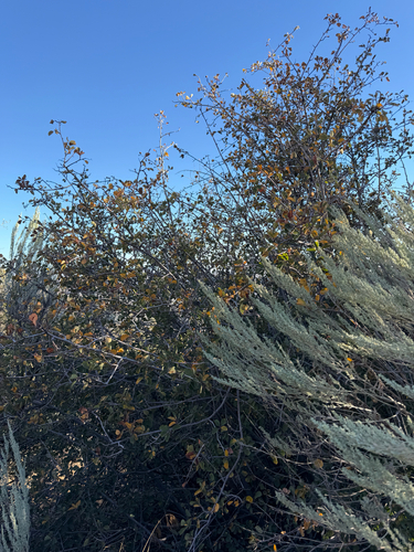Amelanchier utahensis, photograph 6