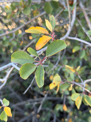 Amelanchier utahensis, photograph (c) klicklo, some rights reserved (CC BY)