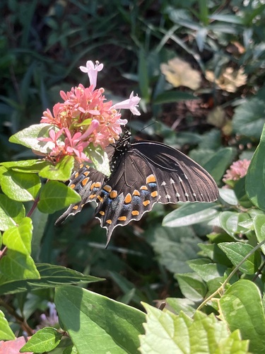 Spicebush Swallowtail