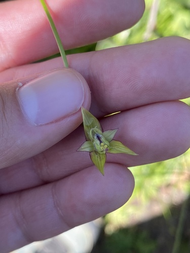 Gilliesia graminea, photograph 3