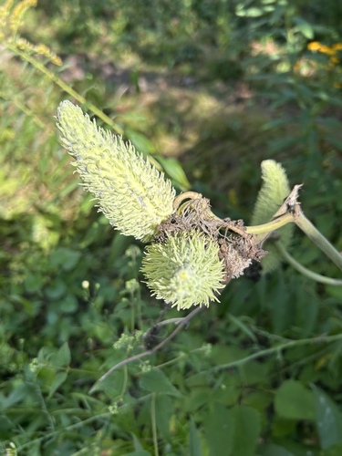 common milkweed