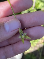 Gilliesia graminea, photograph (c) Gabriela Cartes, some rights reserved (CC BY)