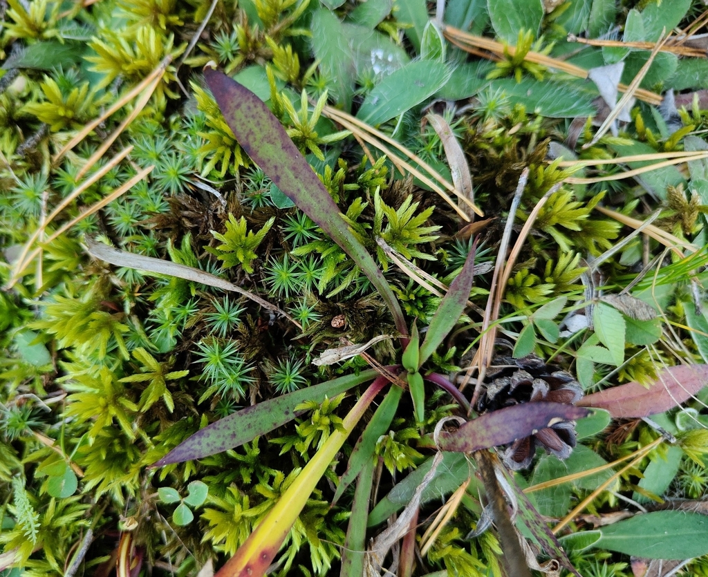 Viscaria vulgaris; photograph (c) Екатерина Гущина, some rights reserved (CC BY)