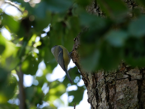 Eurasian Blue Tit