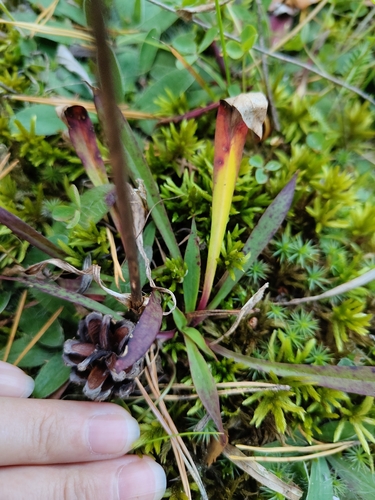 Viscaria vulgaris, photograph 2