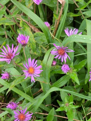 New England aster