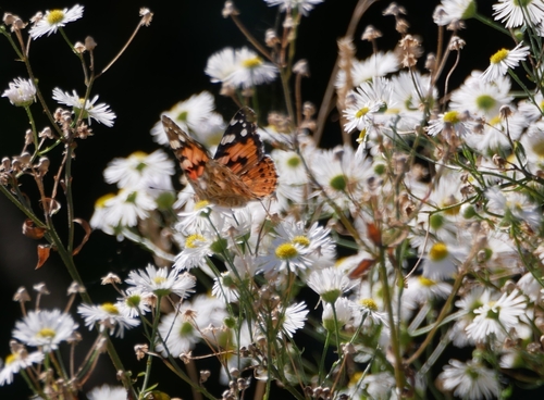 Painted Lady
