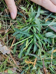 Viscaria vulgaris