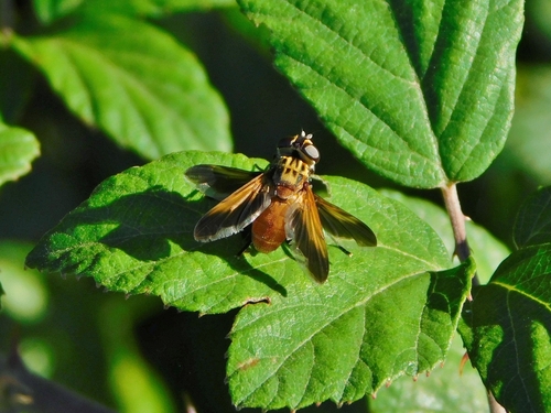 Trichopoda pictipennis
