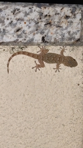 Moorish Gecko