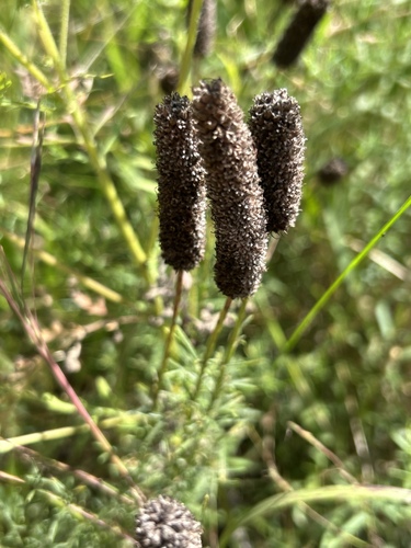 purple prairie clover
