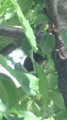 Luscinia megarhynchos