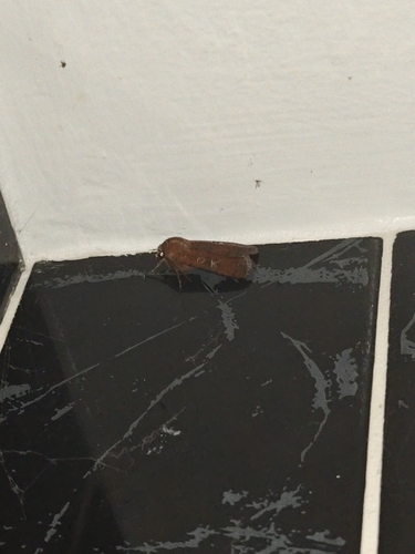 Square-spot Rustic