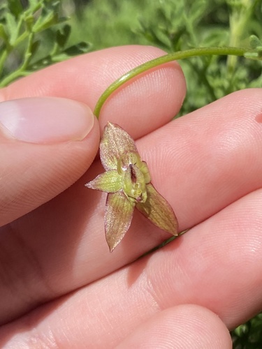 Gilliesia graminea, photograph 2