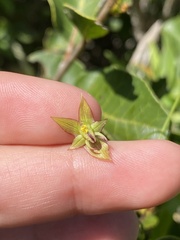 Gilliesia graminea