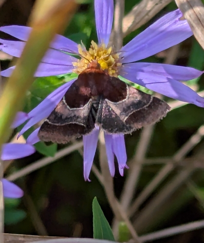 Arcigera Flower Moth