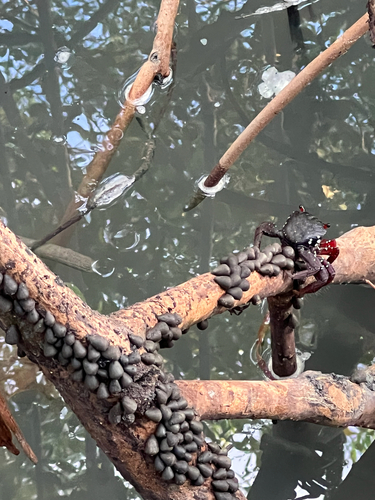 Mangrove Root Crab