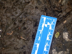 Sciurus carolinensis