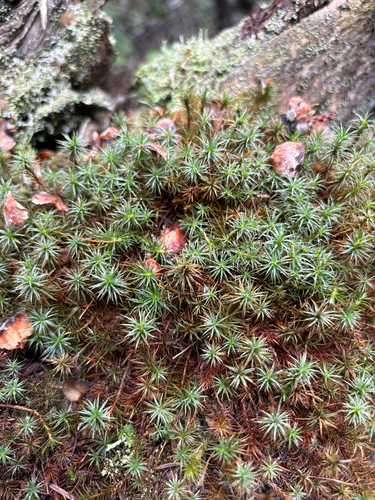 juniper haircap moss