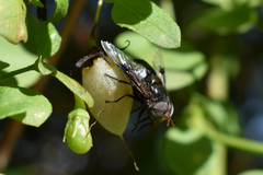 Copestylum spinigerum