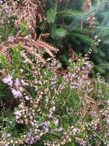 common heather