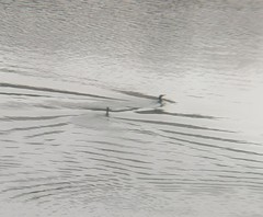 Nannopterum brasilianum