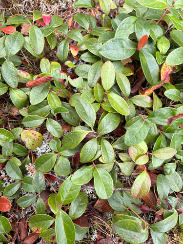 Eastern Teaberry